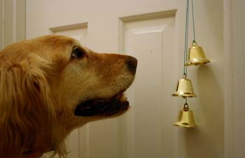 puppy ringing bell